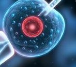 女性有染色体罗氏易位在监利市做试管养囊成功率高吗？试管移植后需要保胎吗！